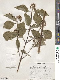 Cornus rugosa image