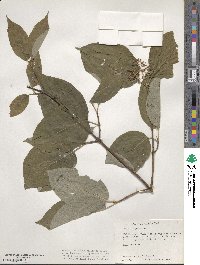 Cornus rugosa image