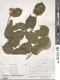 Cornus rugosa image