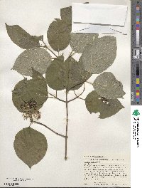 Cornus rugosa image