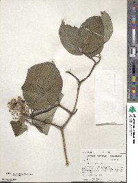 Cornus rugosa image