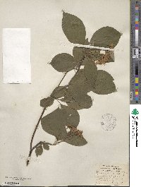 Cornus rugosa image