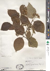 Cornus rugosa image