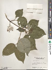 Cornus rugosa image