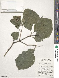 Cornus rugosa image