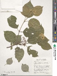 Cornus rugosa image