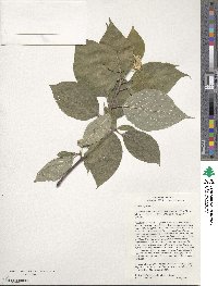 Cornus rugosa image