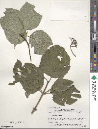 Cornus rugosa image