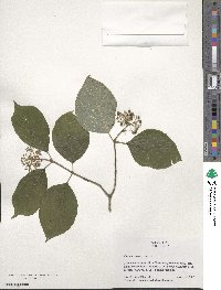 Cornus rugosa image