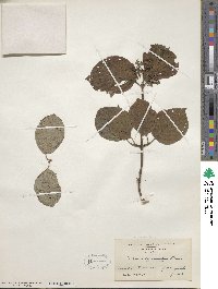 Cornus rugosa image