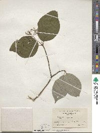 Cornus rugosa image
