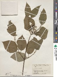 Cornus rugosa image