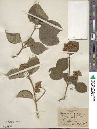 Cornus rugosa image