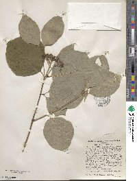 Cornus rugosa image