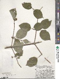 Cornus rugosa image