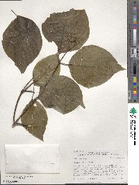 Cornus rugosa image