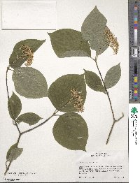 Cornus rugosa image