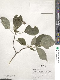 Cornus rugosa image