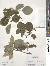 Cornus rugosa image
