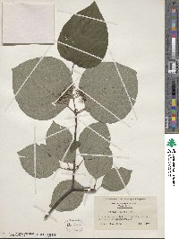Cornus rugosa image