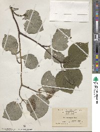 Cornus rugosa image