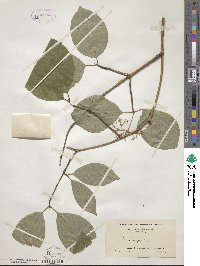 Cornus rugosa image