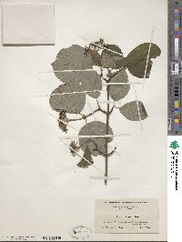 Cornus rugosa image
