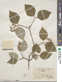 Cornus rugosa image