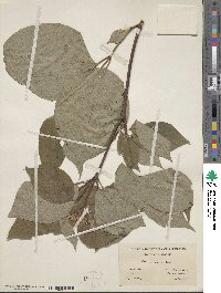Cornus rugosa image