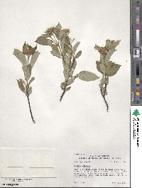 Cornus sericea image