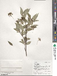 Cornus sericea image