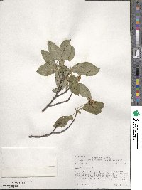 Cornus sericea image