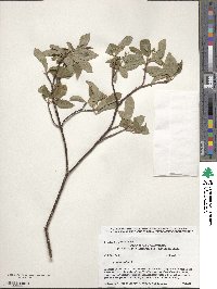 Cornus sericea image
