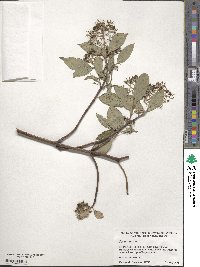 Cornus sericea image