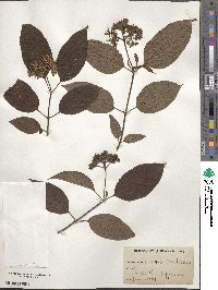 Cornus sericea image