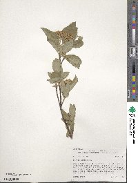 Cornus sericea image