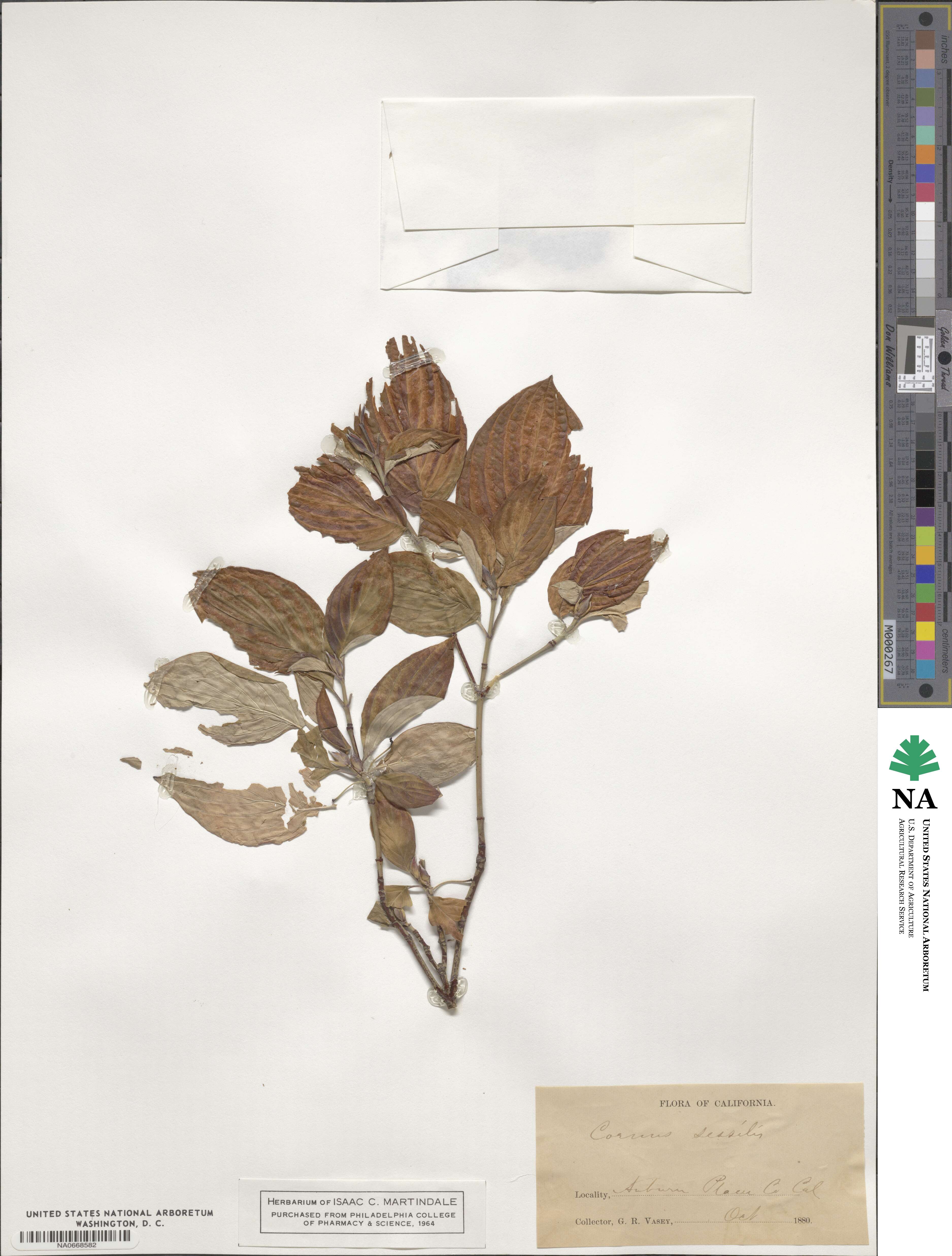 Cornus sessilis image