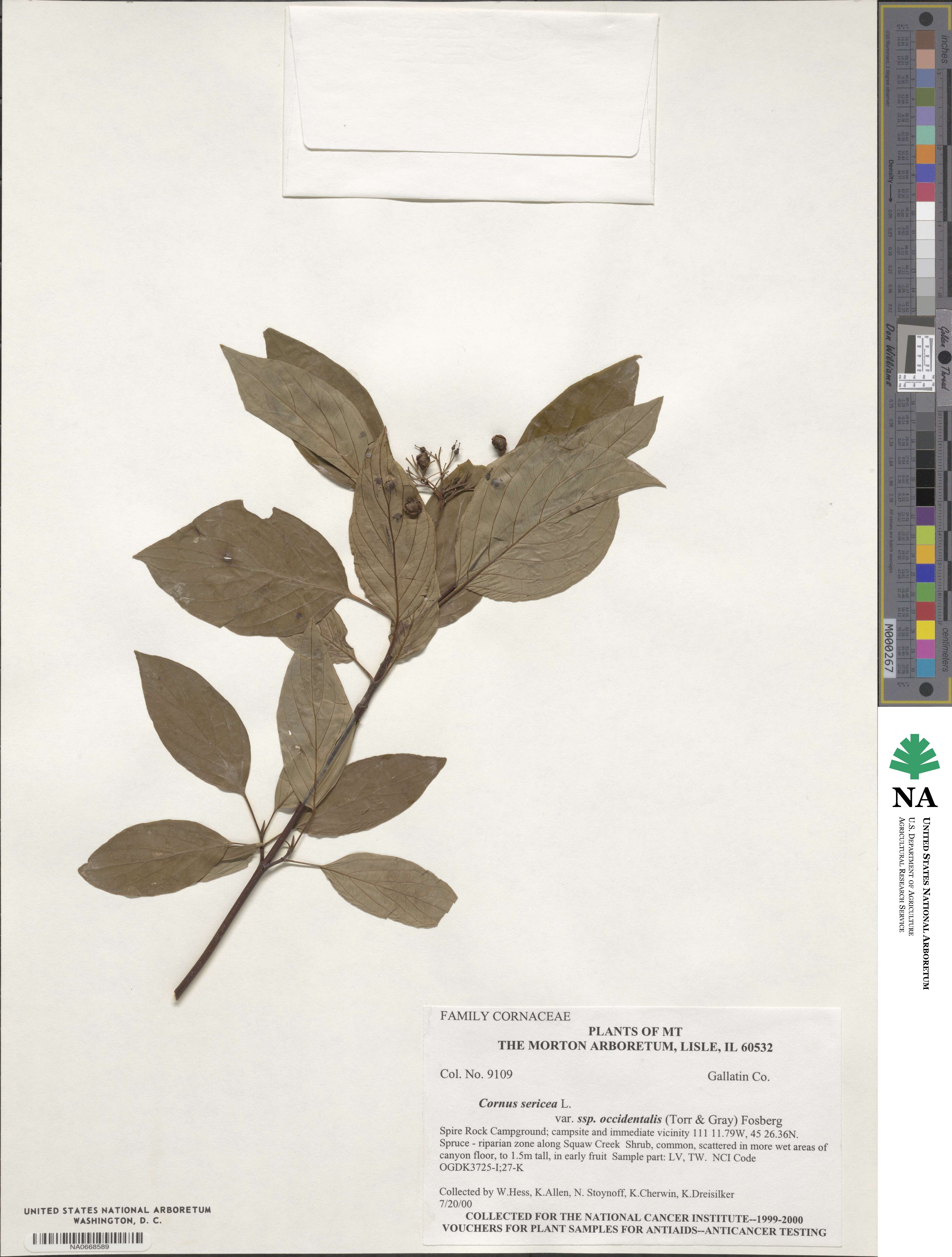 Cornus torreyi image