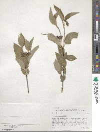Cornus sericea image