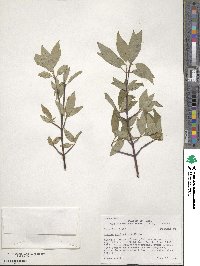 Cornus sericea image