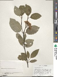 Cornus sericea image