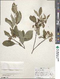 Cornus sericea image
