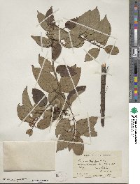 Cornus sericea image
