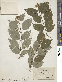 Cornus sericea image