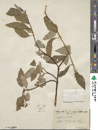Cornus sericea image