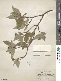 Cornus sericea image