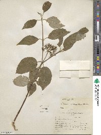 Cornus sericea image