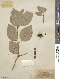 Cornus sericea image