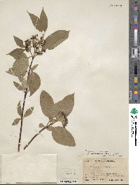 Cornus sericea image