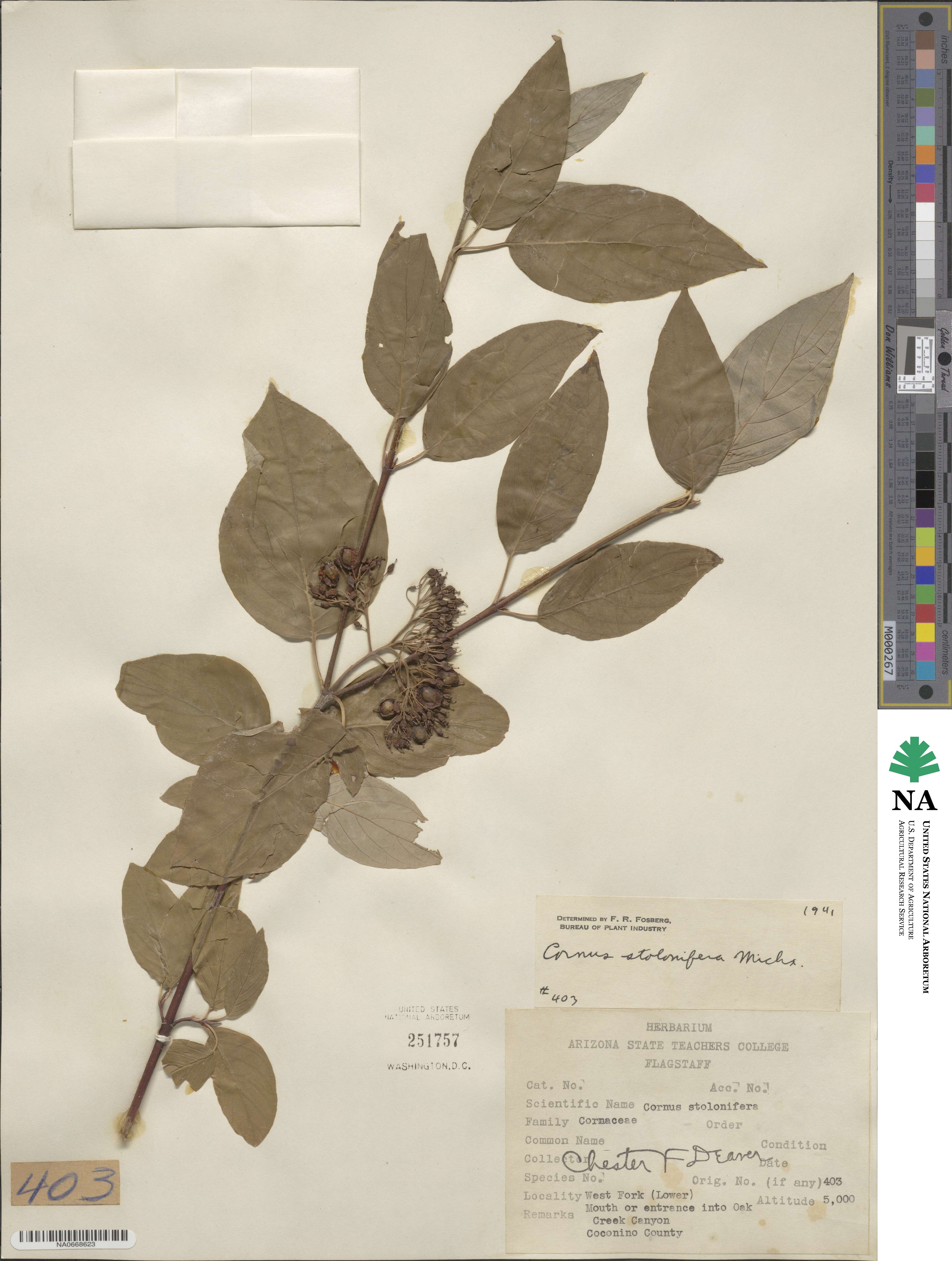 Cornus sericea image